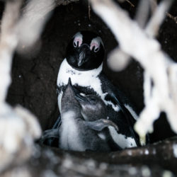 Adult jackass pengiun and its chicks in their breeding burrow on Boulders Beach in South Africa