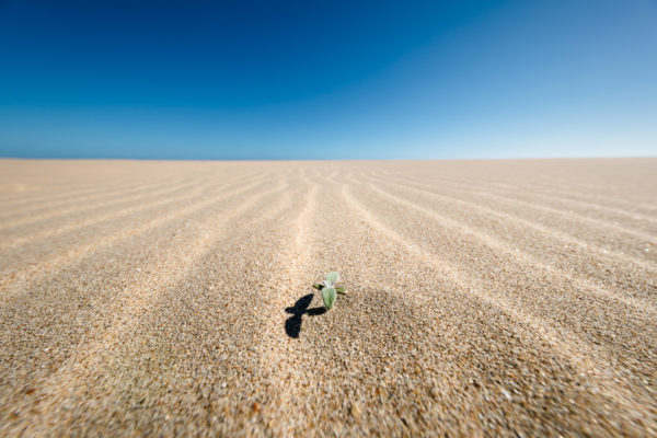 Sprößling durchbricht die Sanddünen des Schutzgebiets von Goukamma in Südafrika