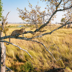 Drohnenfoto eines wilden, weiblichen Leopards in seiner natürlichen Umgebung