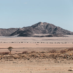 Namib-Naukluft,Berg,Bäume
