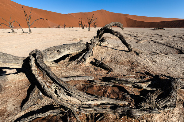 Dead Vlei,Namibia,Wüste,Toter Baum