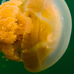 Golden Jellyfish