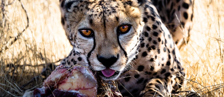 Young Cheetah eating
