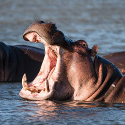 Hippo set of teeth